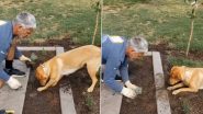पौधा लगाने के लिए गड्ढा खोद रहा था शख्स, मदद करने आए पालतू कुत्ते ने कर दिया ऐसा कांड (Watch Video)